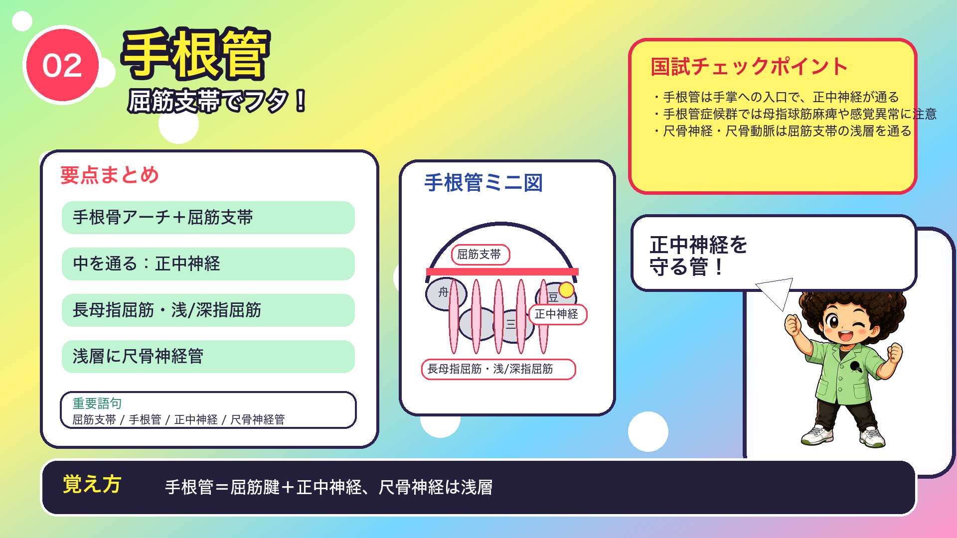 手根管は手根骨のアーチと屈筋支帯で囲まれ、正中神経と指屈筋腱が通る。尺骨神経は浅層を通る点が対比ポイント