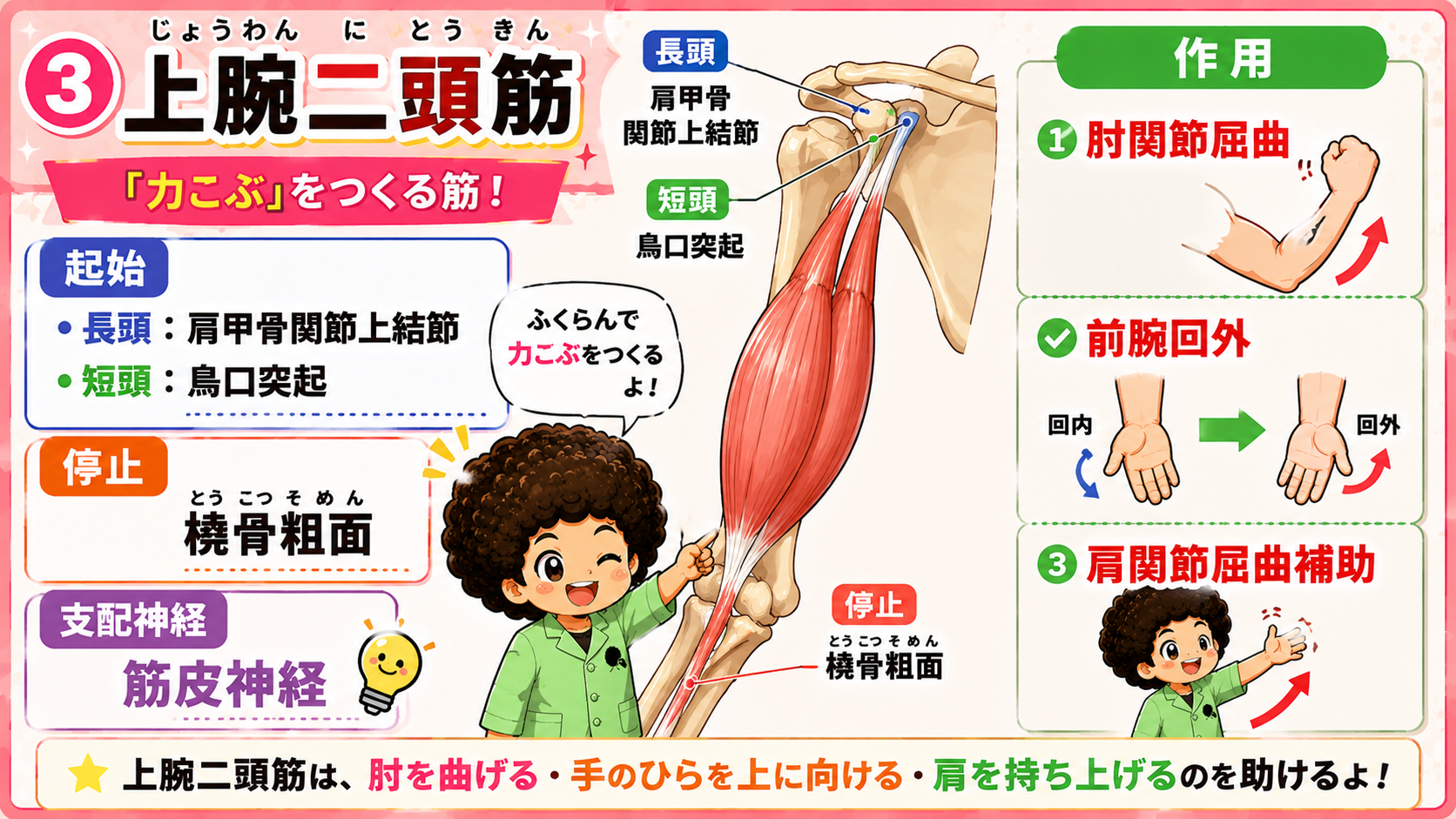 上腕二頭筋:長頭は肩甲骨関節上結節、短頭は鳥口突起から起始し橈骨粗面に停止