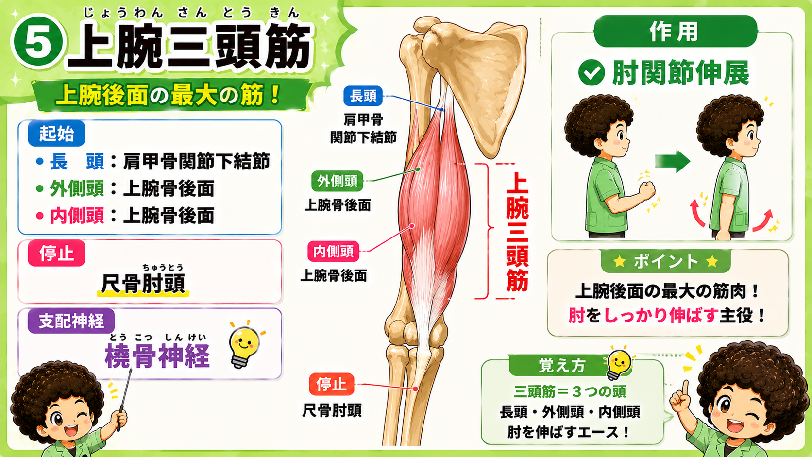 上腕三頭筋は長頭・外側頭・内側頭の3頭からなり、尺骨肘頭に停止して肘関節を伸展する