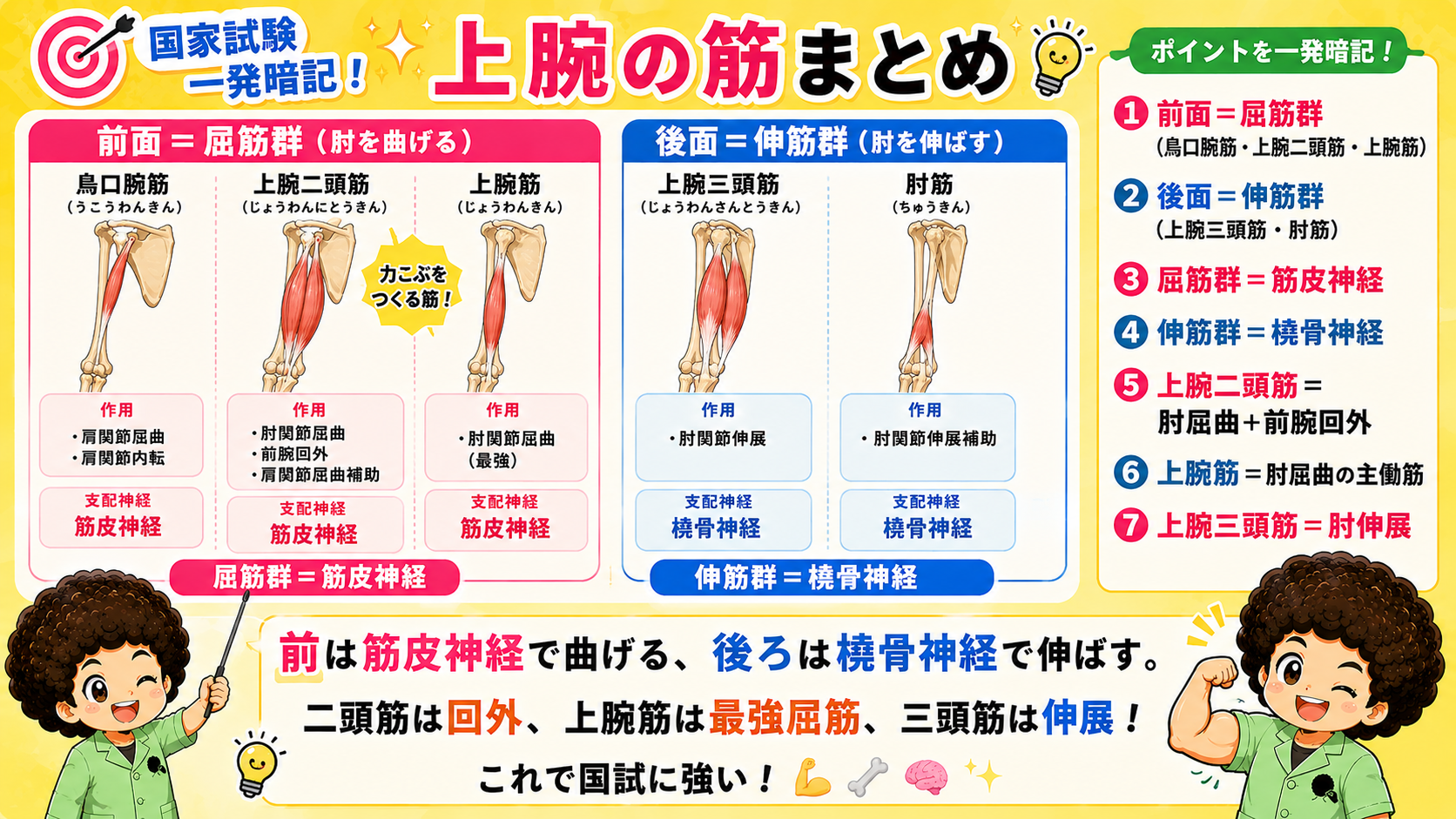 上腕の筋まとめ:5筋の起始・停止・作用・支配神経を一覧で暗記