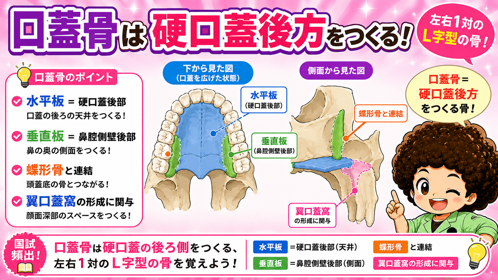 口蓋骨を下（口蓋側）と側面から見た図。水平板・垂直板の位置。