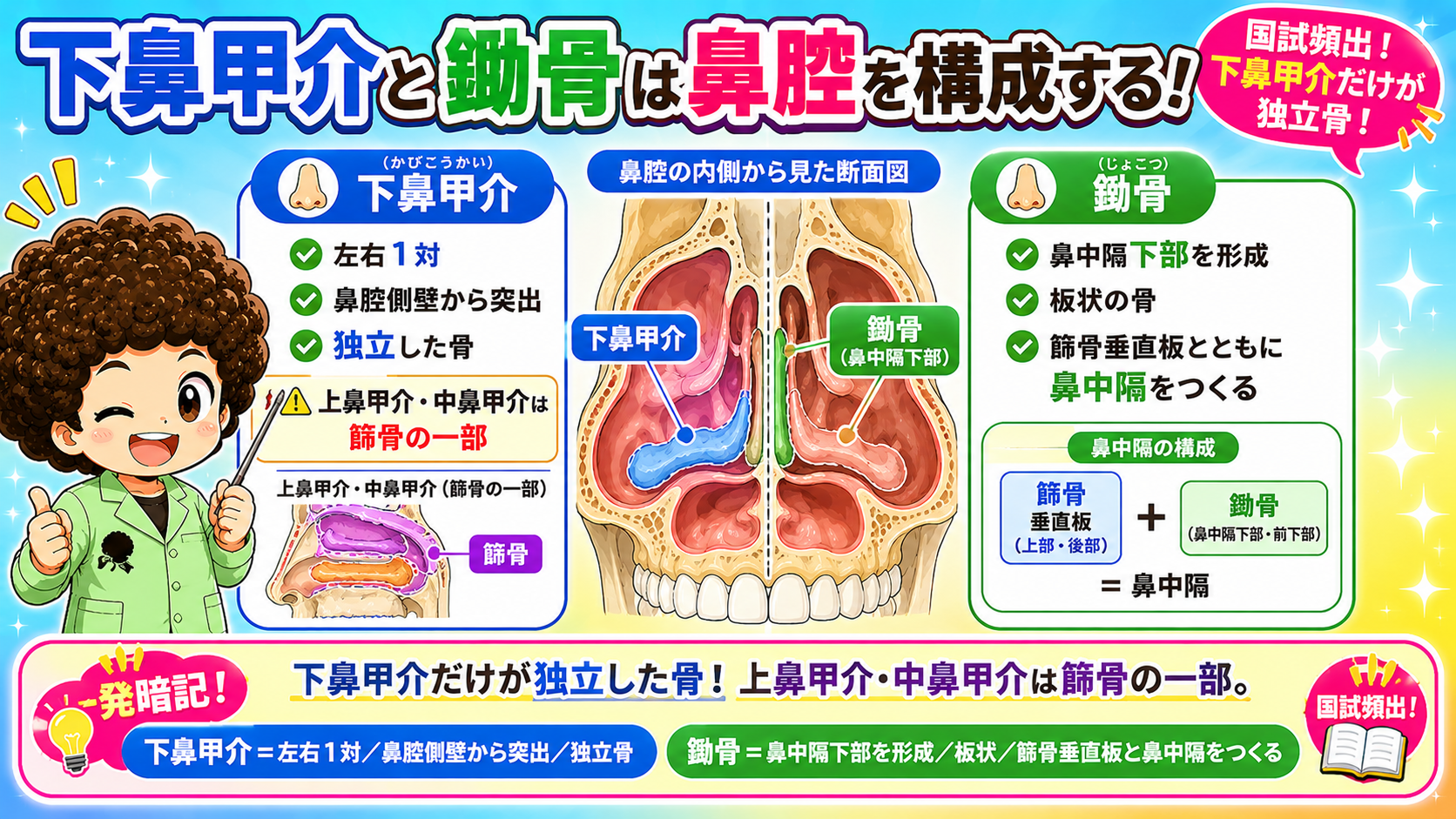 鼻腔の内側から見た断面図。下鼻甲介と鋤骨の位置、鼻中隔の構成。