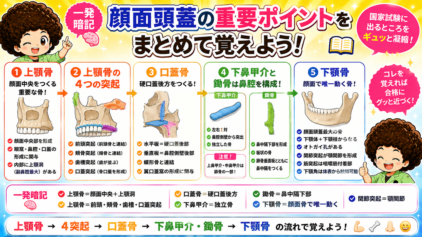 顔面頭蓋の重要ポイントまとめ図。①上顎骨→②4突起→③口蓋骨→④下鼻甲介・鋤骨→⑤下顎骨。