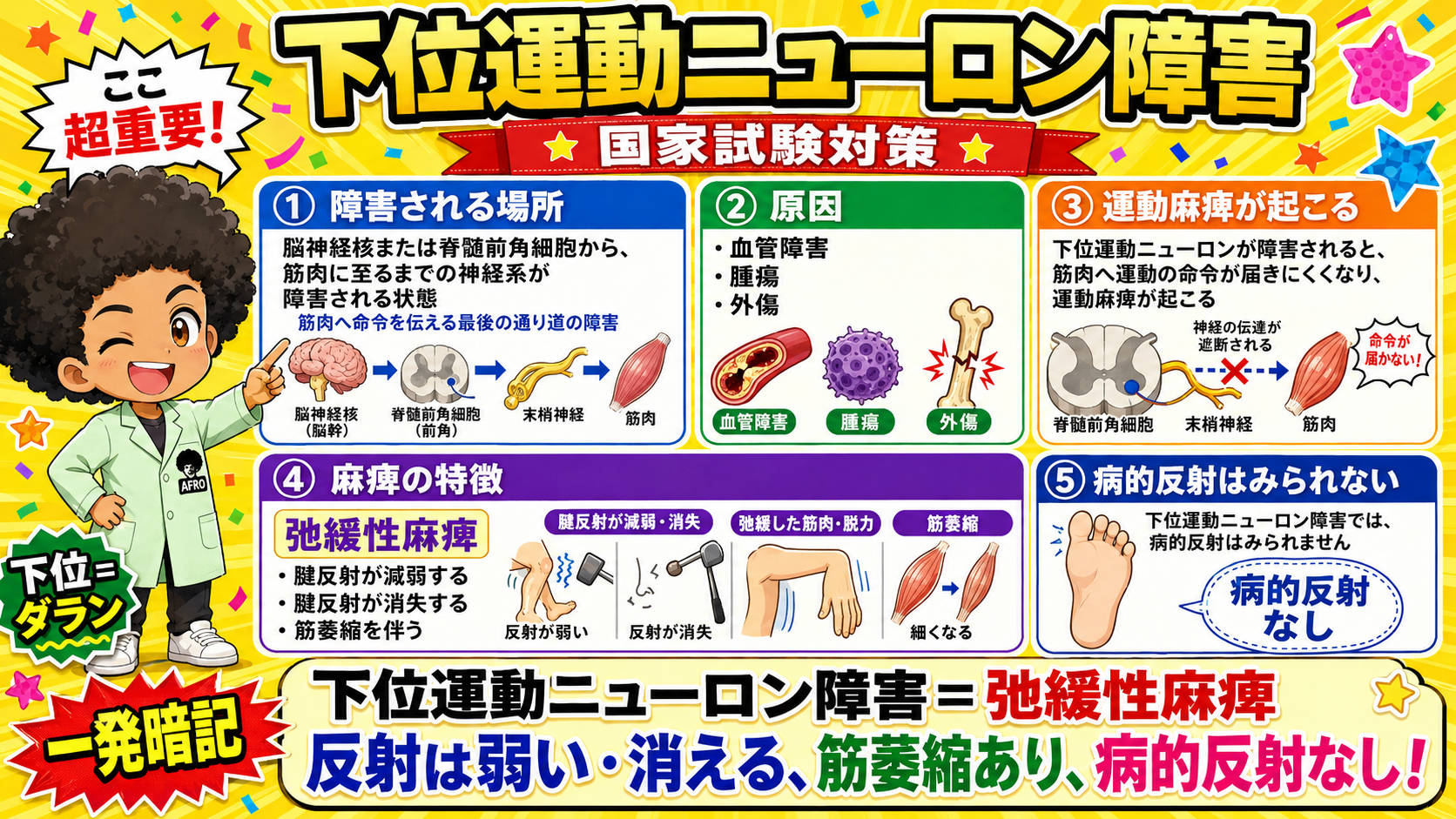 下位運動ニューロン障害は「脳神経核・脊髄前角細胞 → 末梢神経 → 筋肉」の障害
