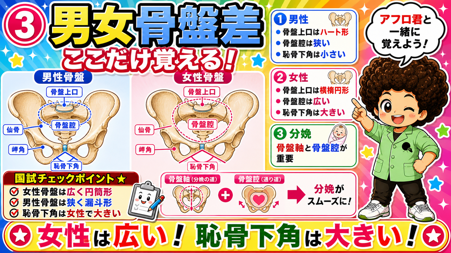 男性骨盤は狭くハート形、女性骨盤は広く横楕円形。恥骨下角も女性の方が大きい。