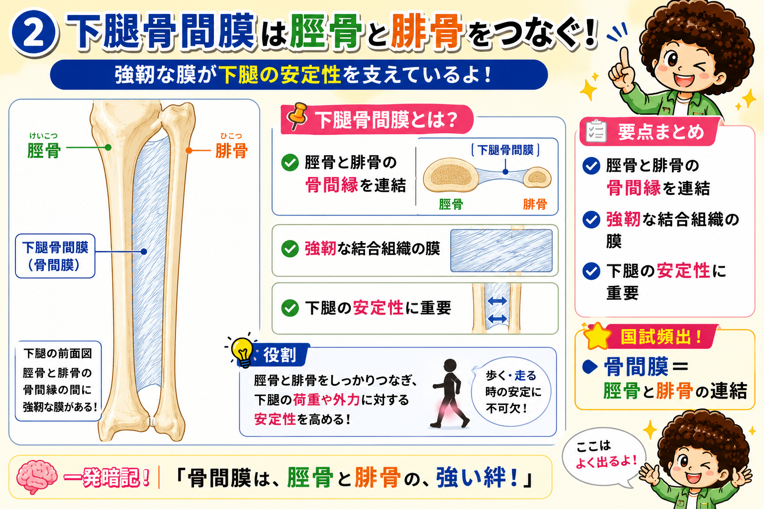 下腿骨間膜は脛骨と腓骨の骨間縁を連結する強靭な膜