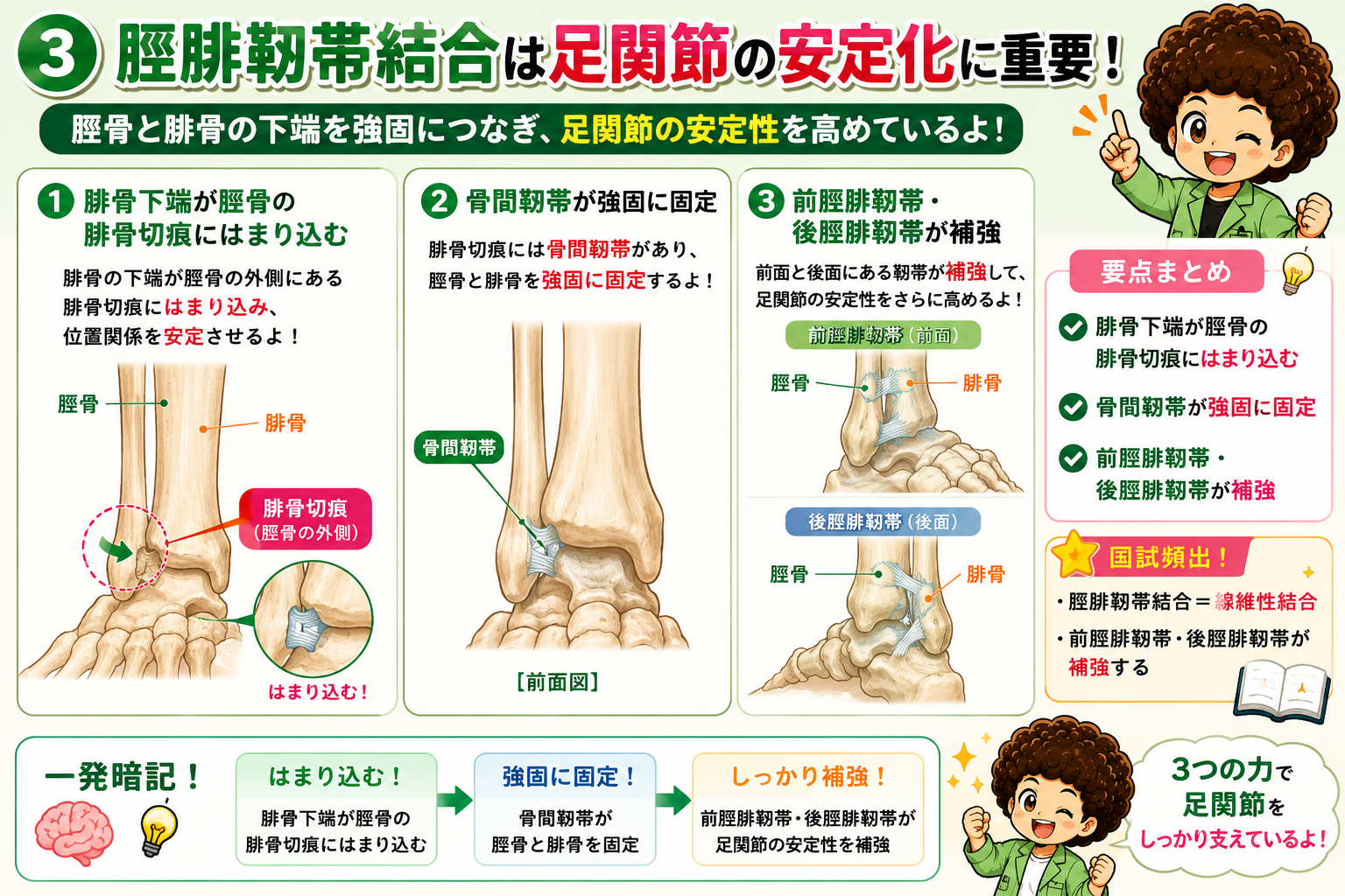 脛腓靭帯結合=腓骨下端の腓骨切痕へのはまり込み+骨間靭帯+前後脛腓靭帯による補強