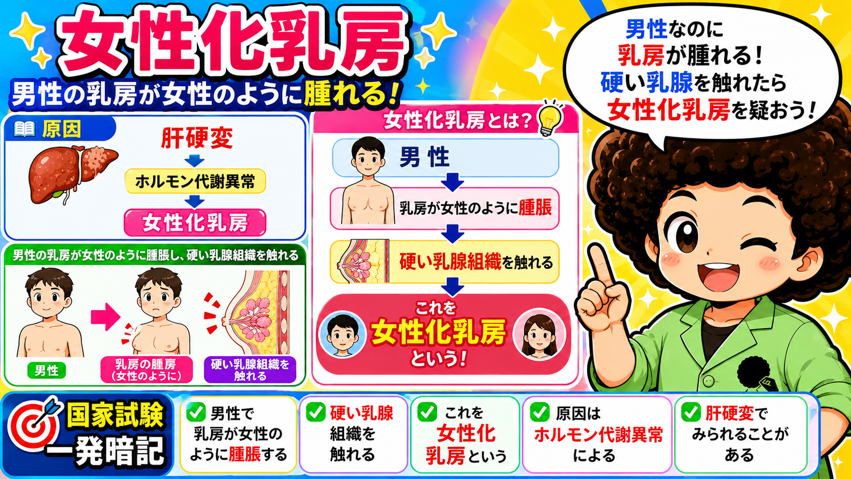 女性化乳房のメカニズム。肝硬変→ホルモン代謝異常→男性の乳房腫脹と硬い乳腺組織