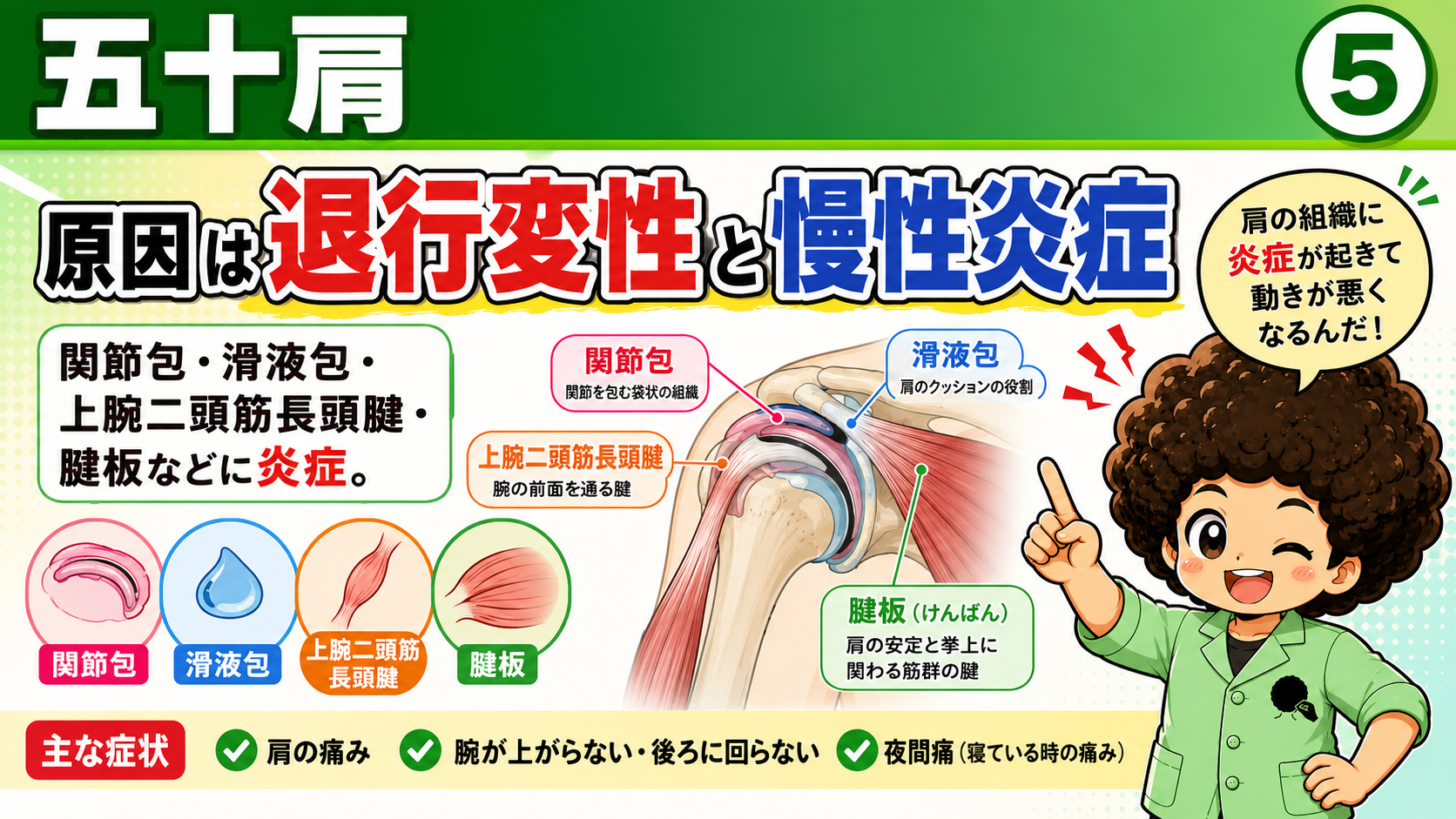 関節包・滑液包・上腕二頭筋長頭腱・腱板などに炎症が起こる