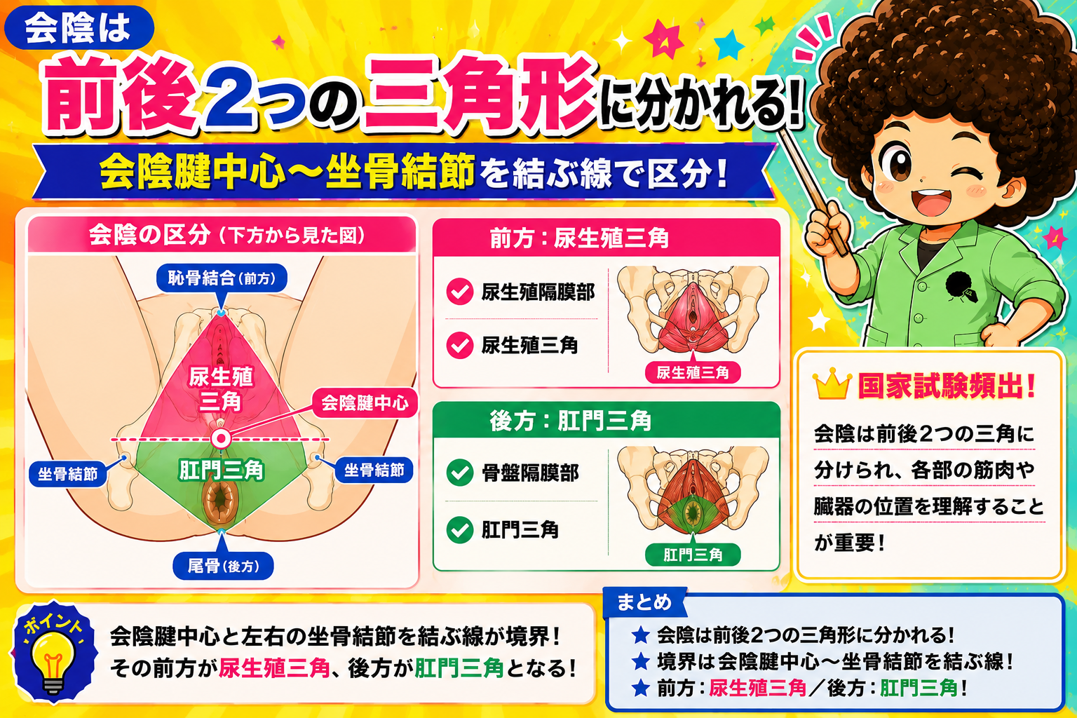 会陰の区分：前方の尿生殖三角と後方の肛門三角（下方から見た図）