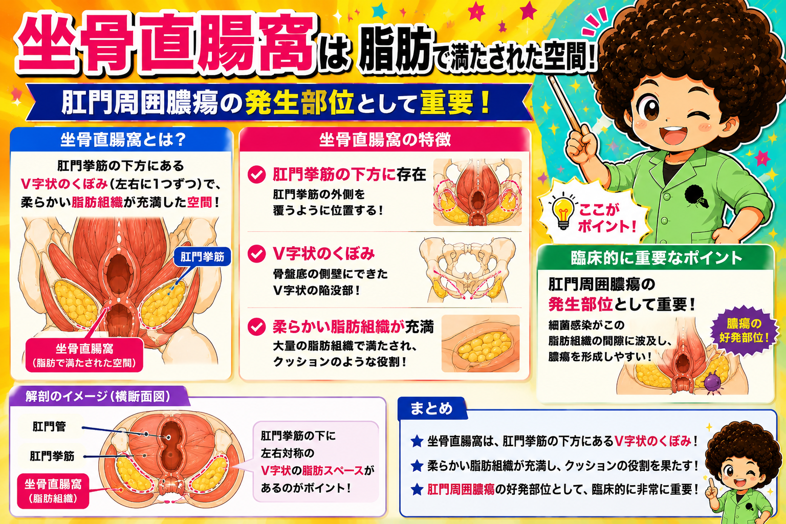 坐骨直腸窩（肛門挙筋下方のV字状の脂肪スペース）と肛門周囲膿瘍の好発部位