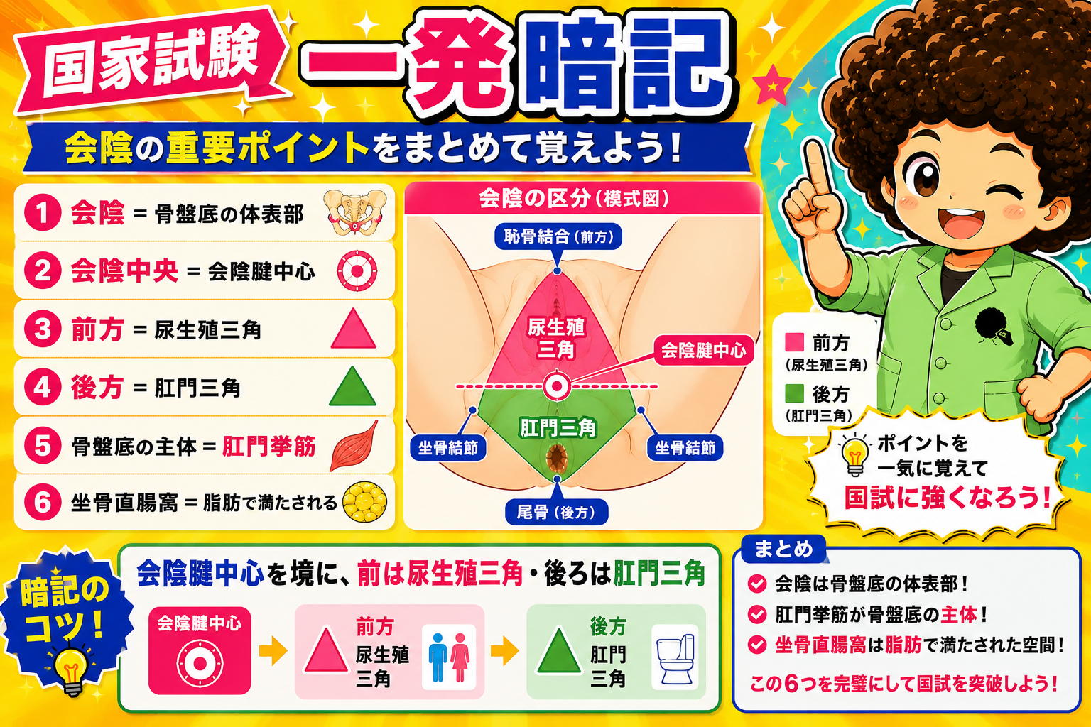 会陰の重要ポイントまとめ（区分・会陰腱中心・肛門挙筋・坐骨直腸窩）