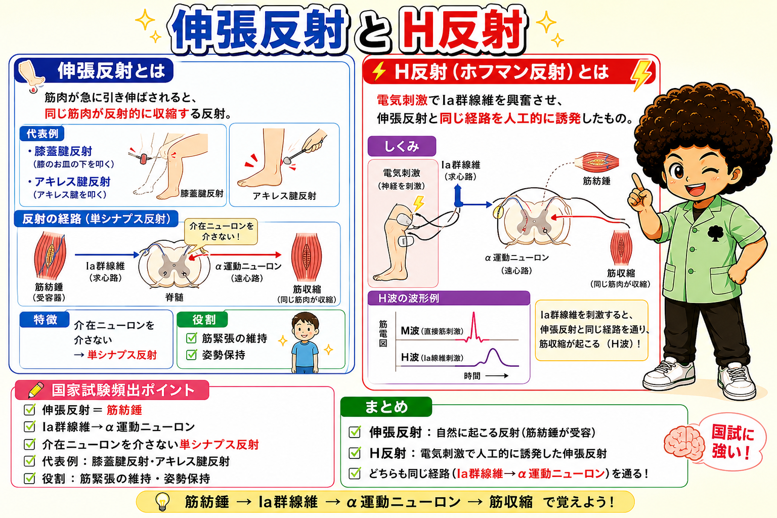脊髄反射と運動系の調節（伸張反射・屈曲反射・自原抑制）｜脊髄反射と運動系の調節（伸張反射・屈曲反射・自原抑制） 1
