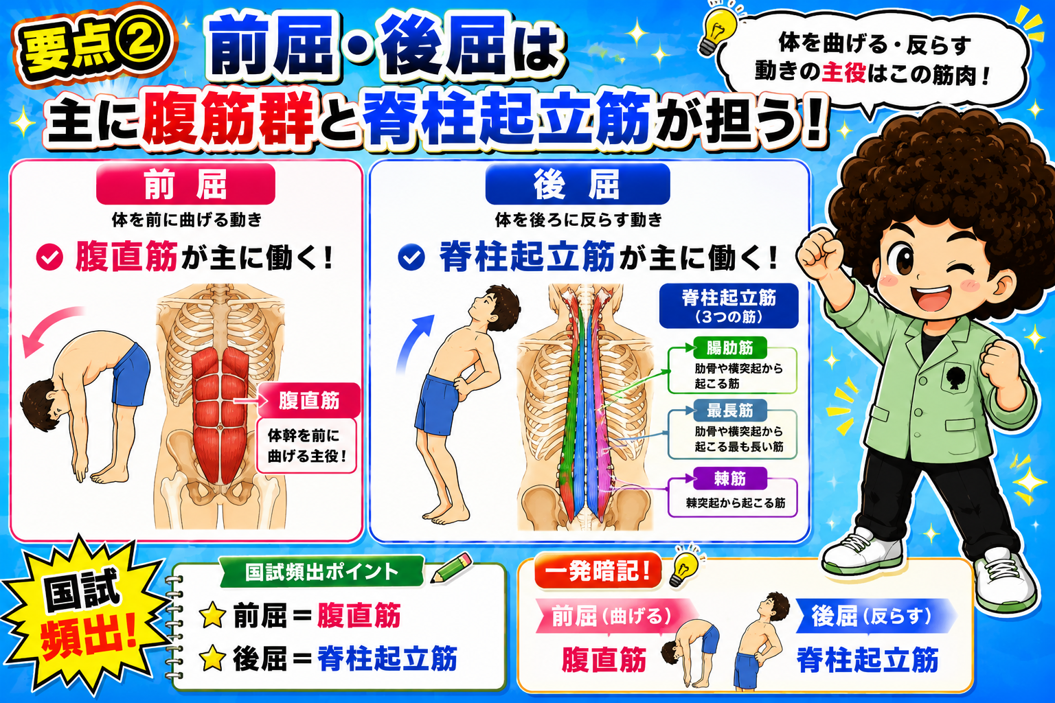 前屈は腹直筋、後屈は脊柱起立筋(腸肋筋・最長筋・棘筋)が主動筋となる