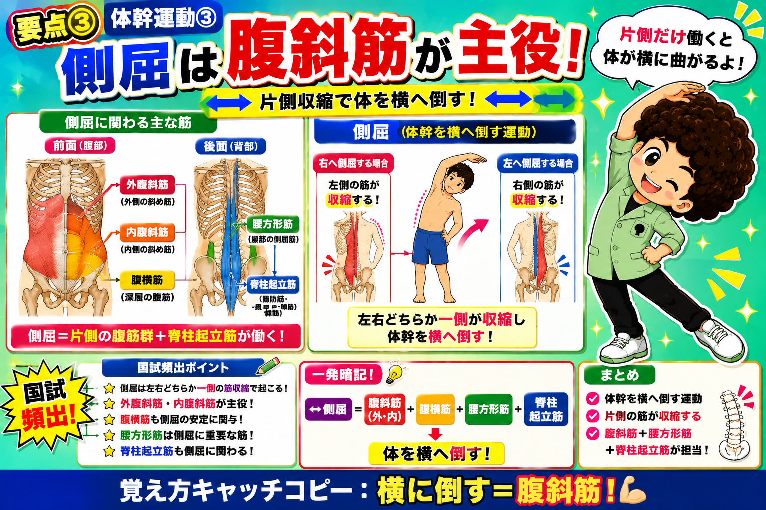 側屈は外腹斜筋・内腹斜筋が主役で、片側収縮により体幹が横へ倒れる