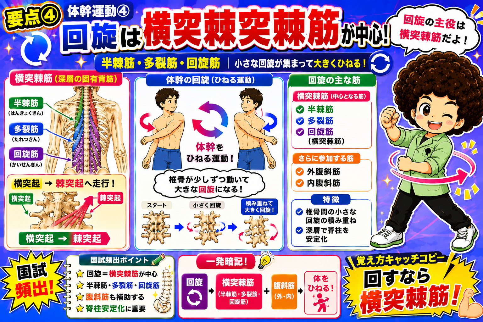 回旋は横突棘筋(半棘筋・多裂筋・回旋筋)が中心となり、小さな回旋が積み重なって大きな回旋になる