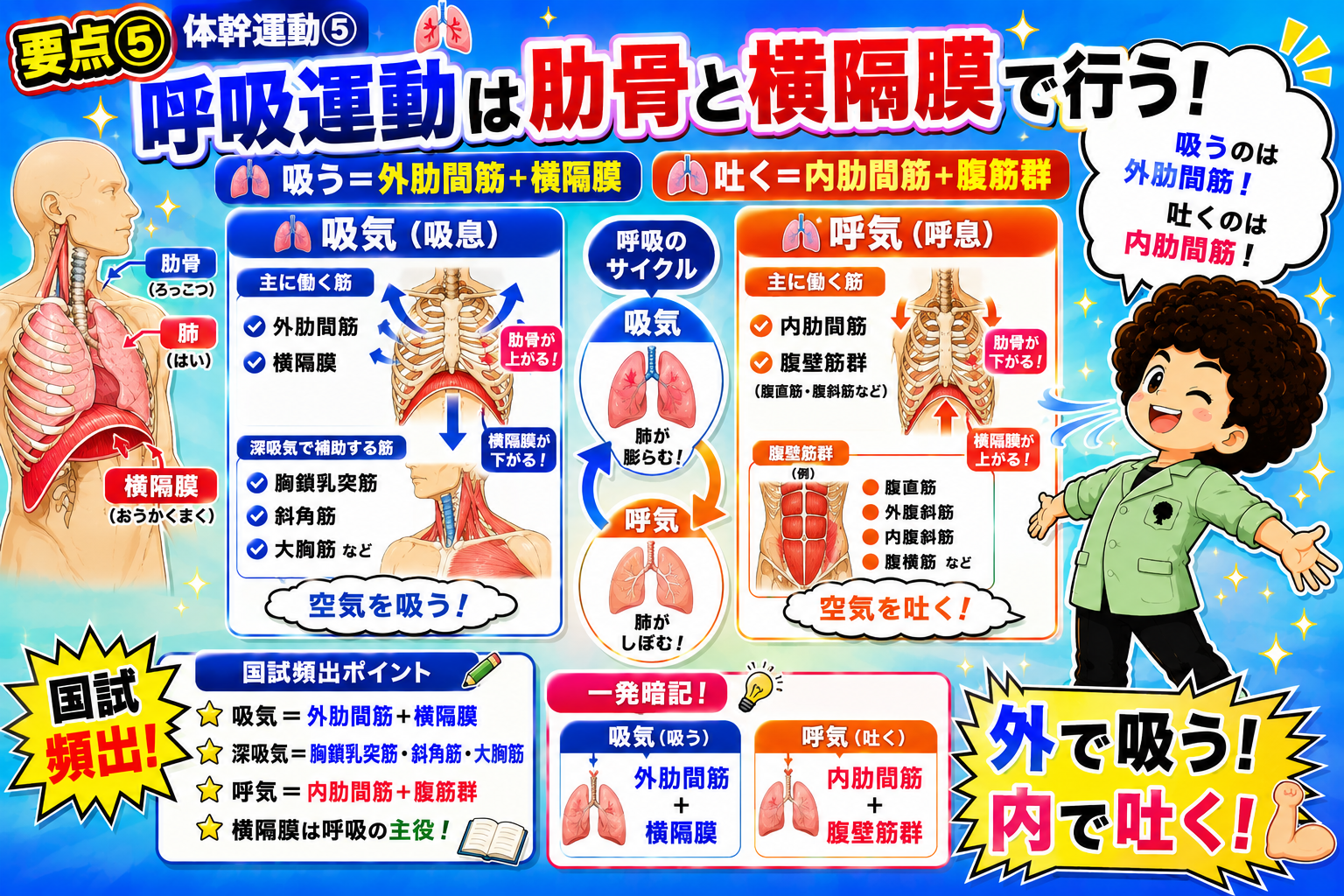 呼吸運動は吸気=外肋間筋+横隔膜、呼気=内肋間筋+腹筋群が担う
