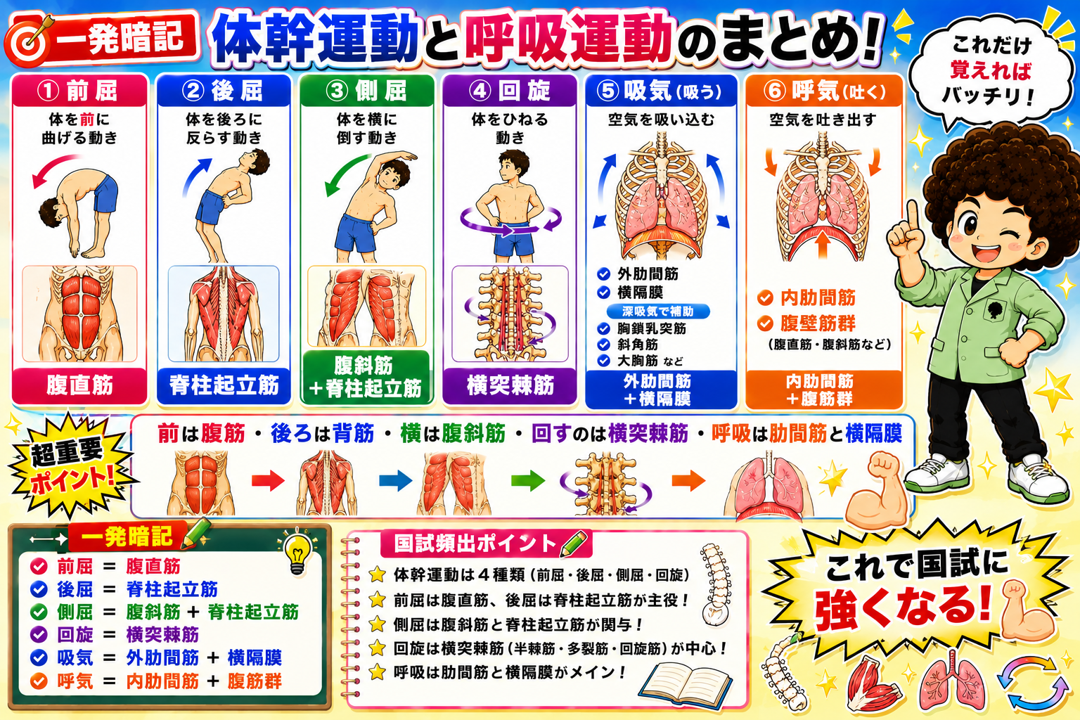 体幹運動(前屈・後屈・側屈・回旋)と呼吸運動(吸気・呼気)の総まとめ