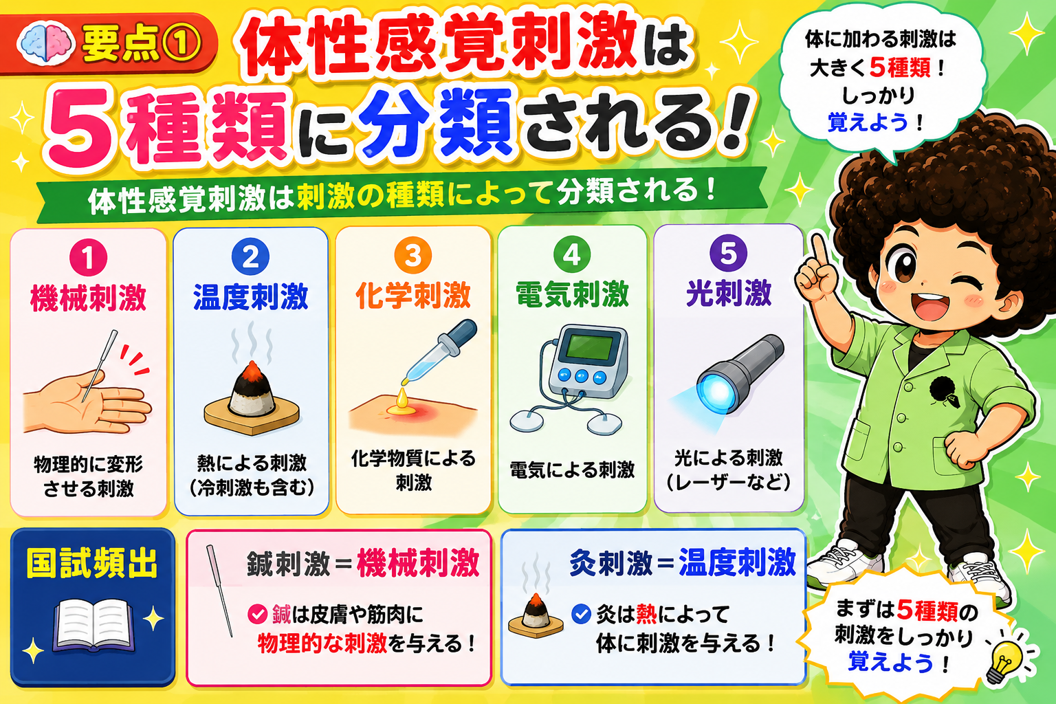 鍼灸刺激と体性感覚神経｜鍼灸刺激と体性感覚神経 1