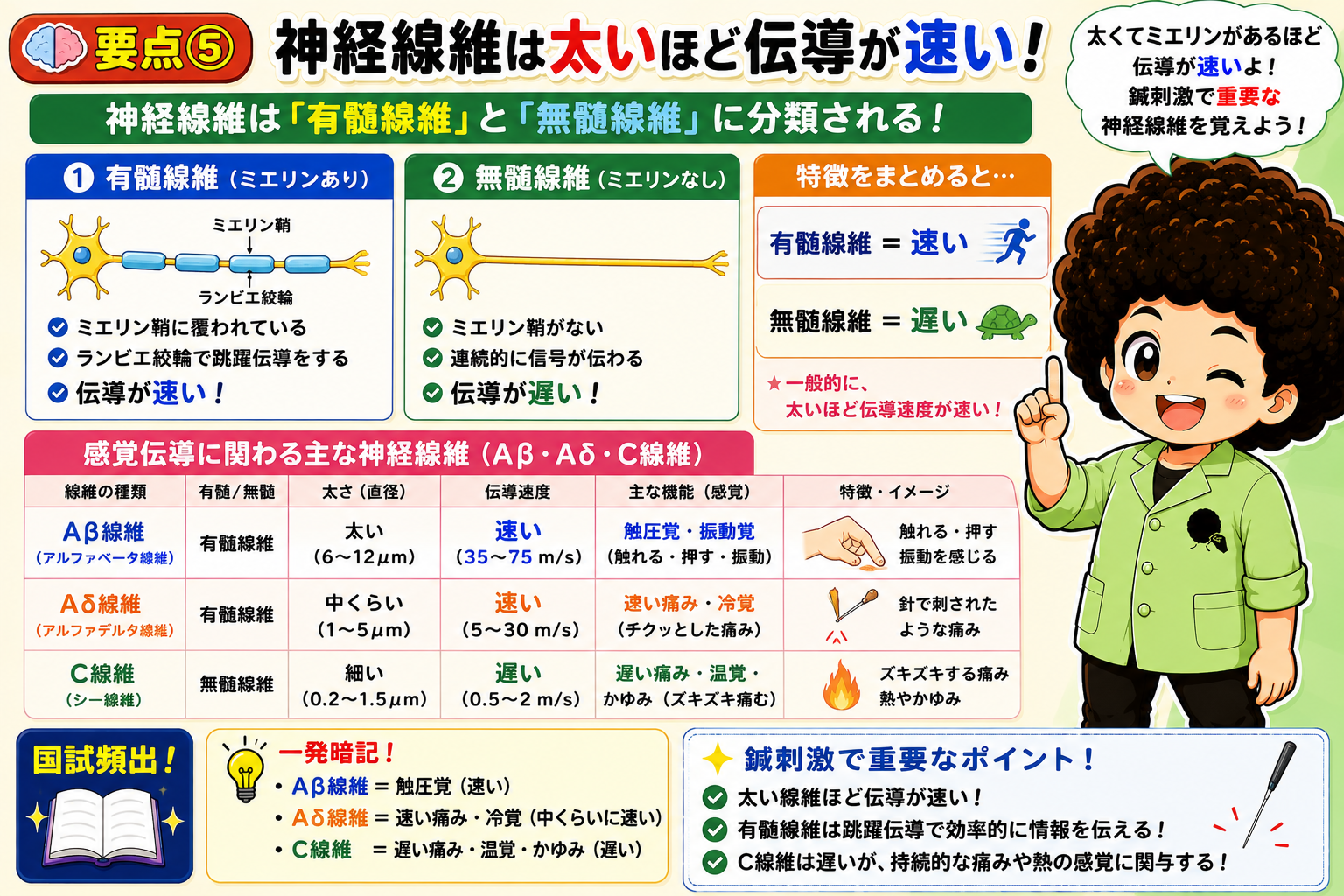 有髄・無髄線維とAβ・Aδ・C線維の直径・伝導速度・感覚
