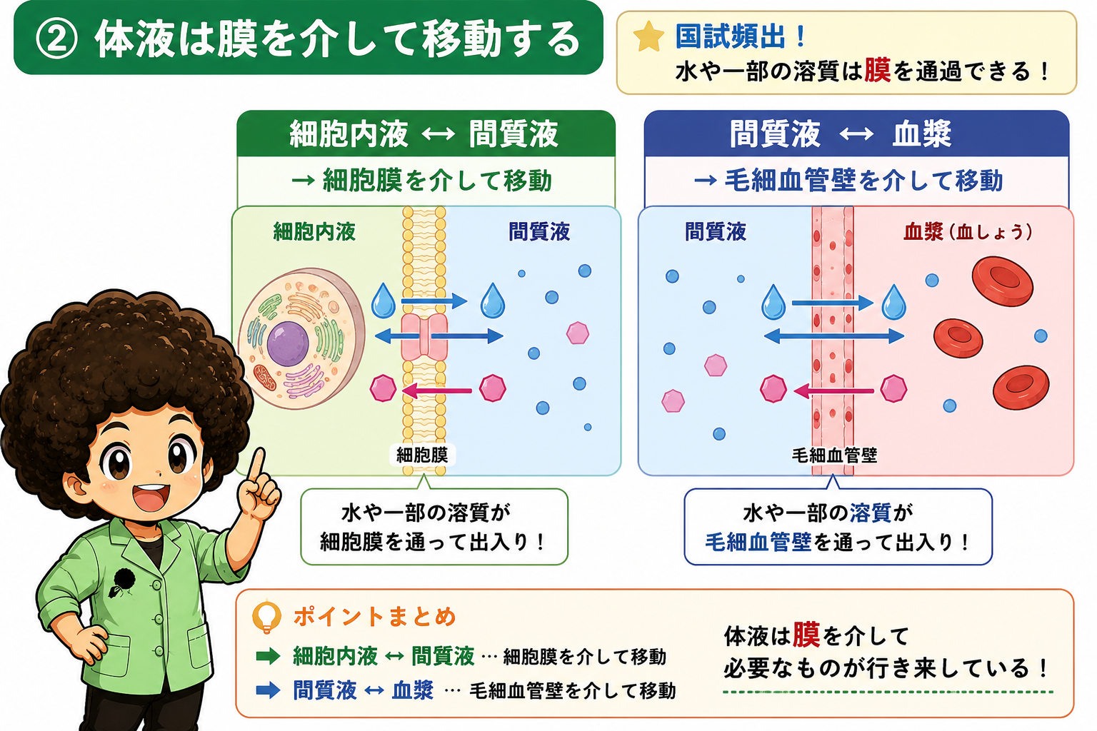 細胞膜と毛細血管壁を介した体液の移動