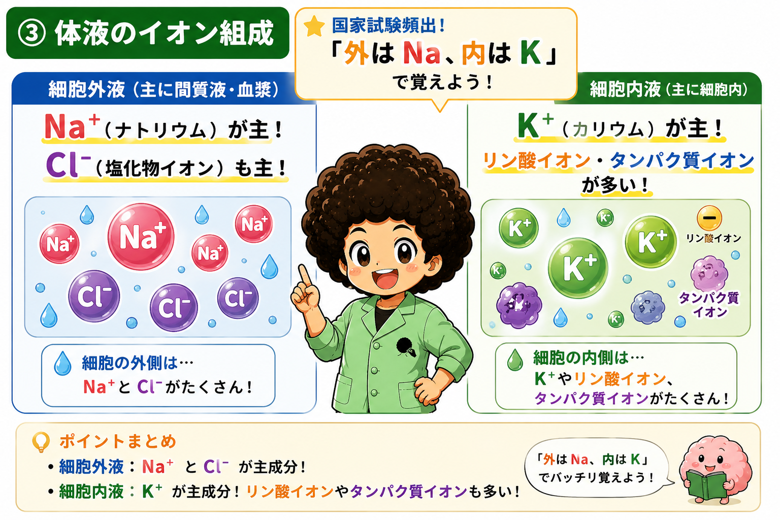 細胞外液はNa+・Cl-、細胞内液はK+が主体