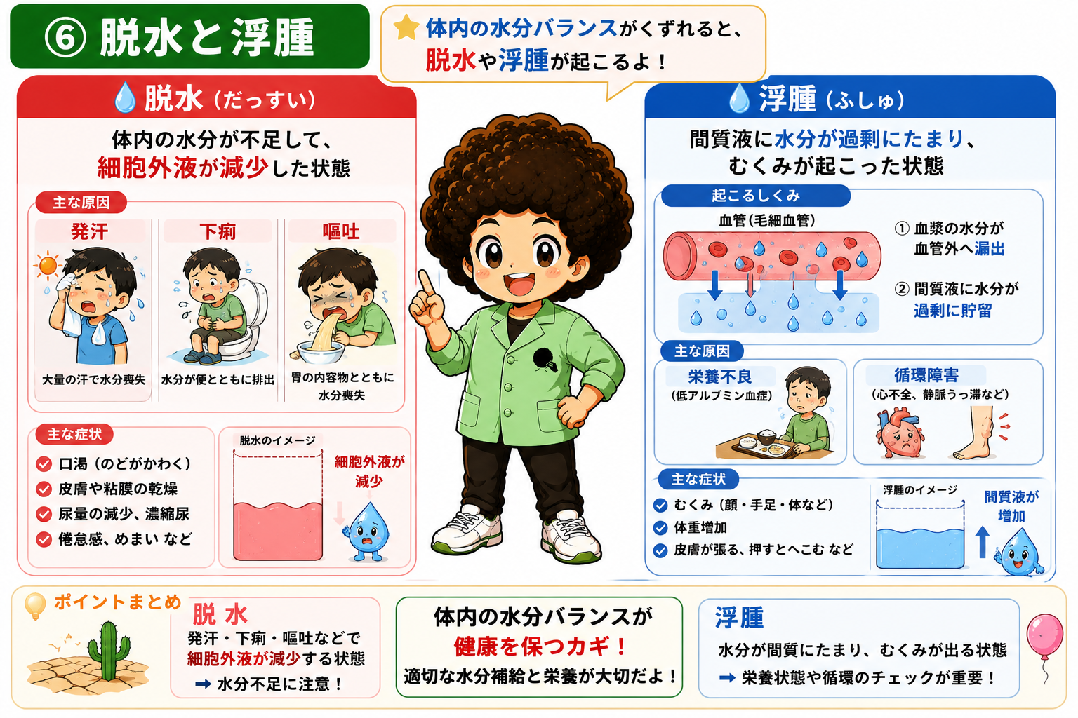 脱水は細胞外液の減少、浮腫は間質液の増加