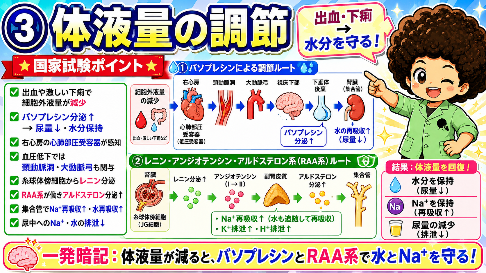 体液量減少時の①バソプレシンルートと②RAA系ルート