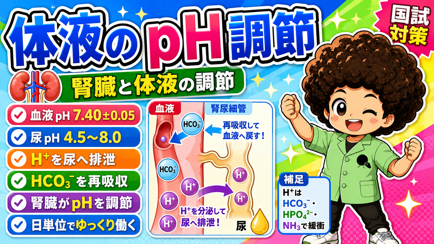 腎尿細管でH⁺を尿へ分泌し、HCO₃⁻を再吸収して血液へ戻す
