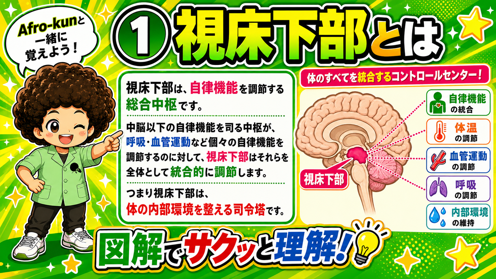 視床下部｜視床下部 1