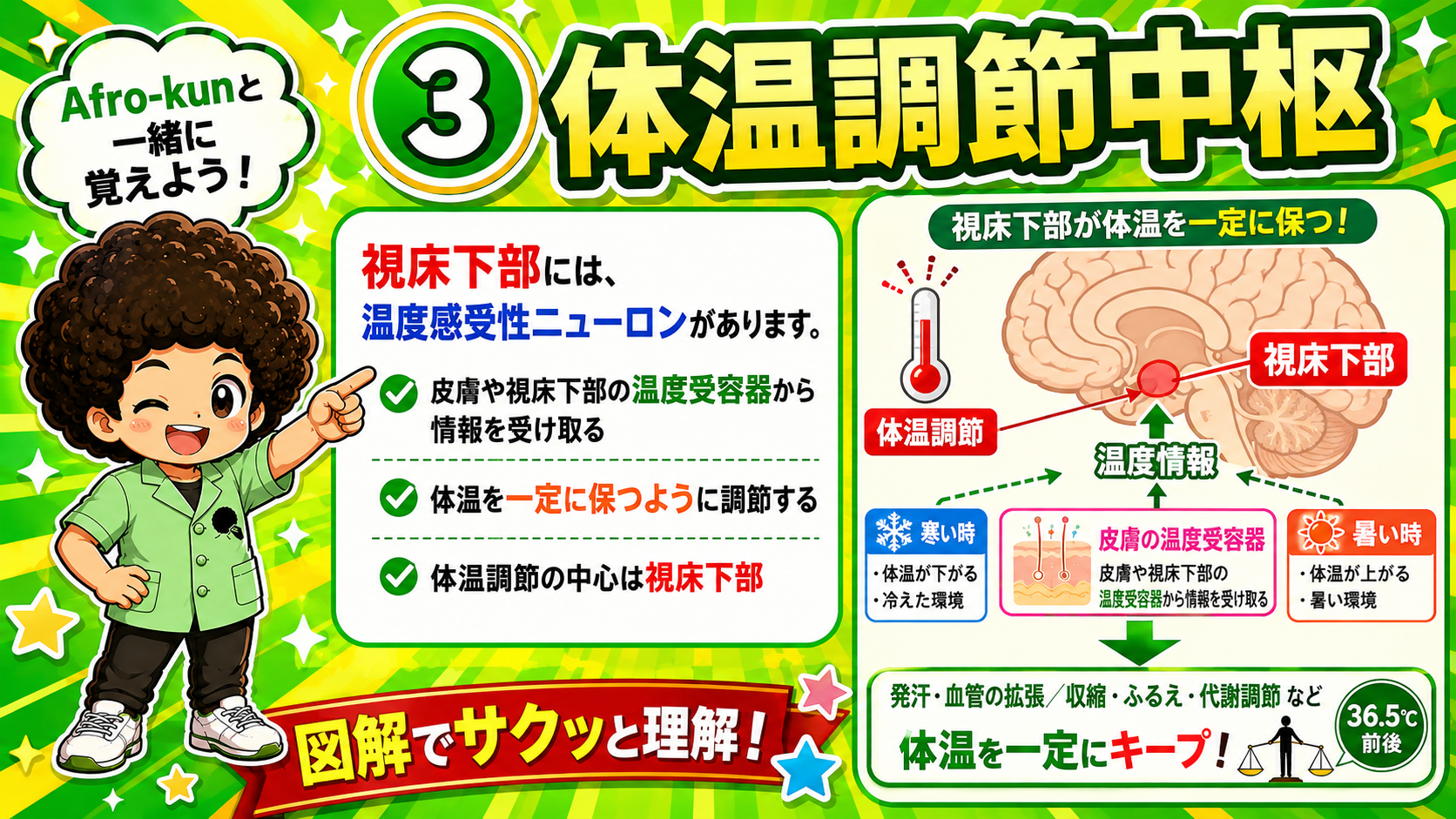 温度受容器→視床下部→発汗・ふるえ等で体温を一定に保つ