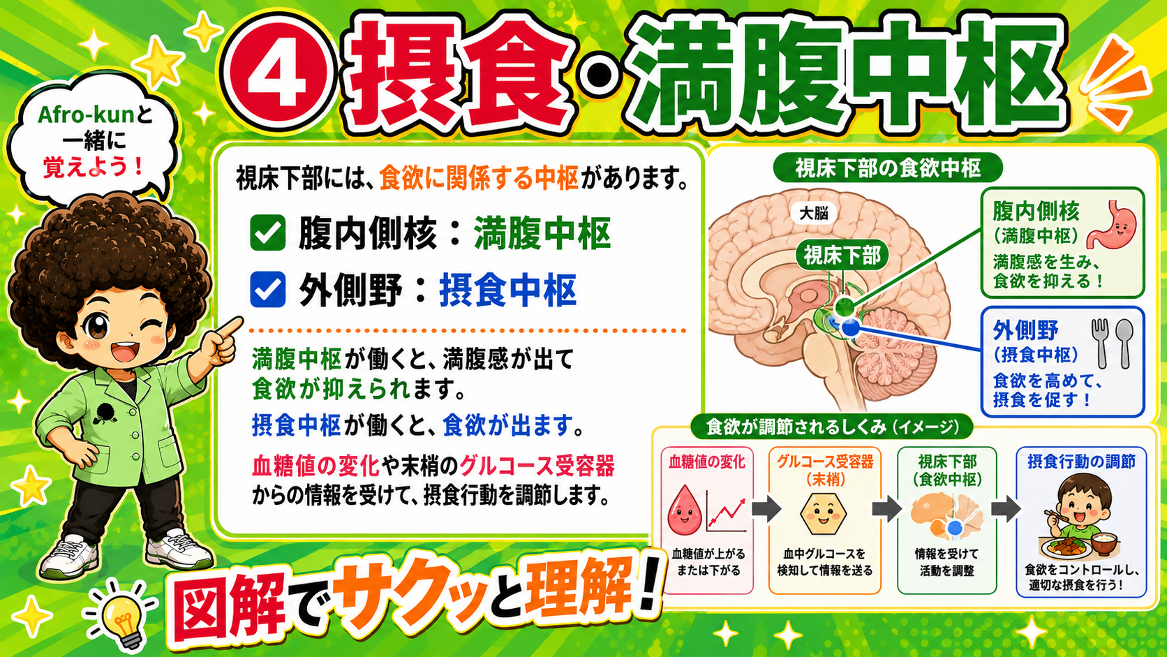 腹内側核＝満腹中枢、外側野＝摂食中枢