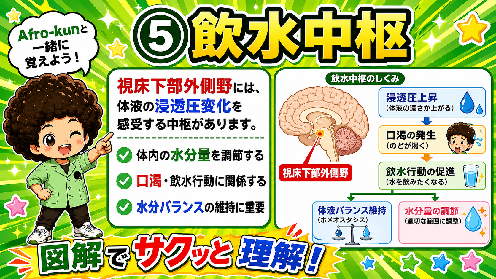 浸透圧上昇→口渇→飲水行動という流れ