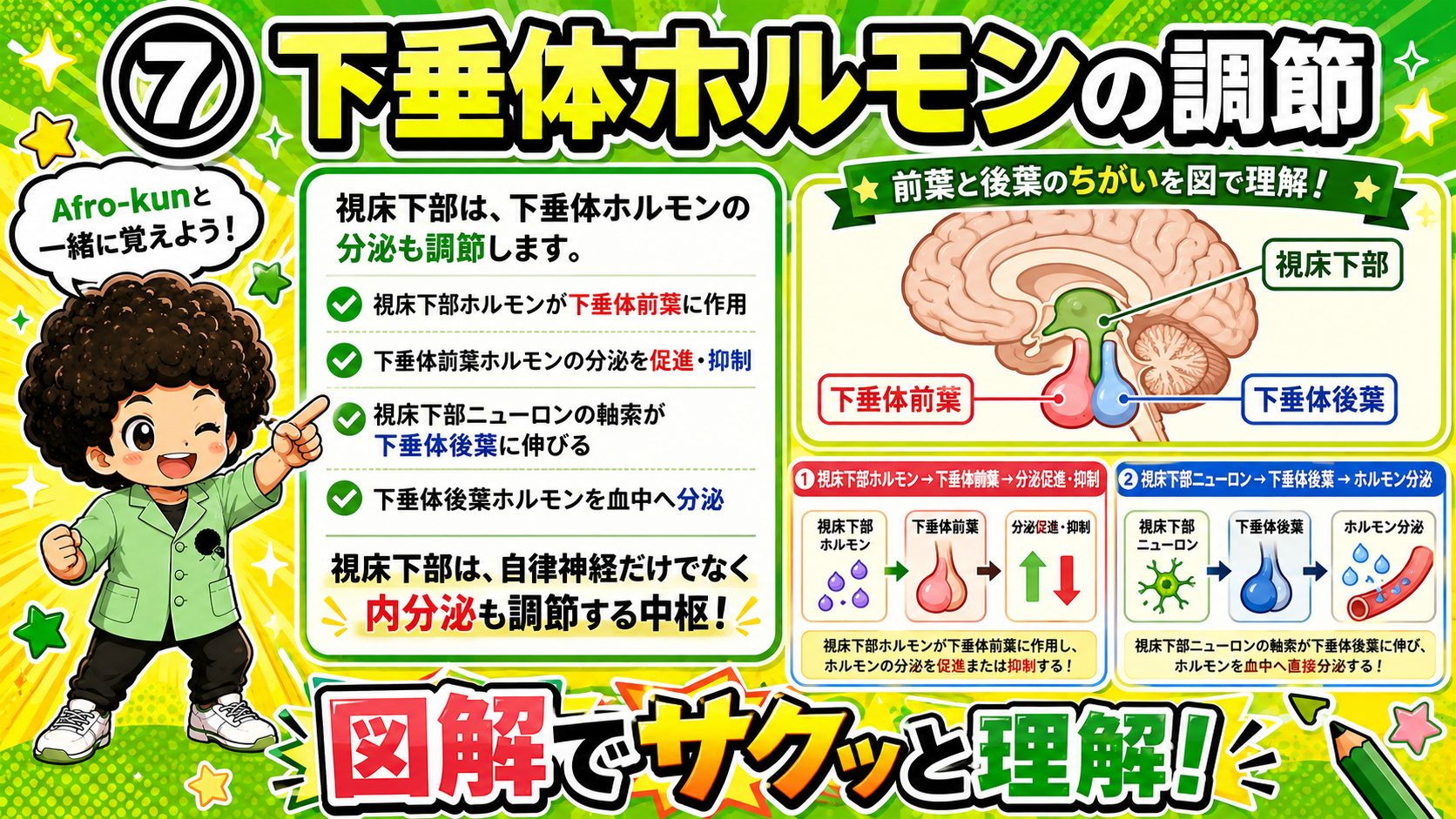 下垂体前葉ルートと後葉ルートのちがい