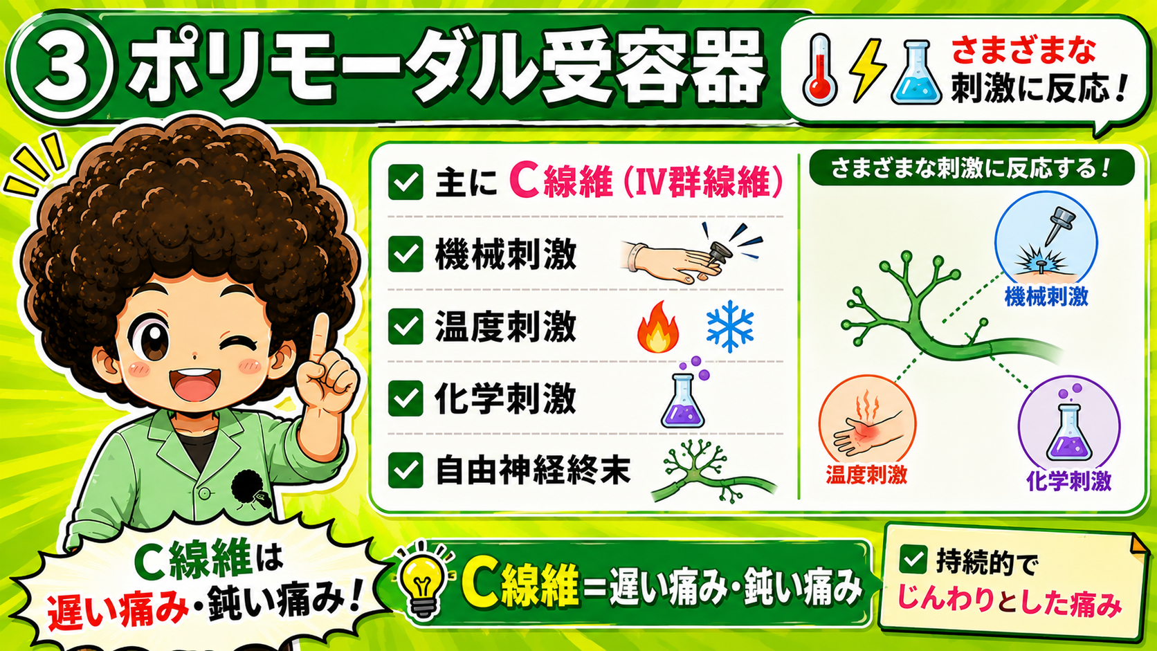 高閾値機械（熱）受容器＝Aδ線維（III群線維）。強い機械刺激・熱刺激に反応し一次痛に関与