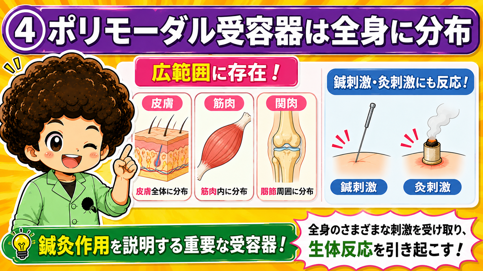 ポリモーダル受容器は皮膚・筋肉・関節と全身に分布し、鍼刺激・灸刺激にも反応する