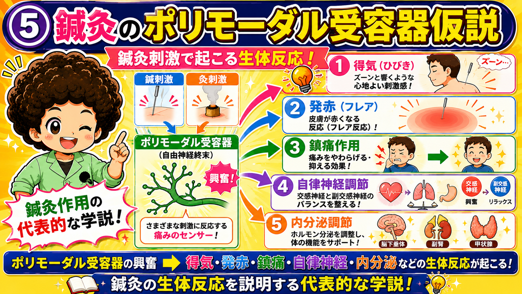 鍼灸のポリモーダル受容器仮説：受容器の興奮から5つの生体反応が起こる