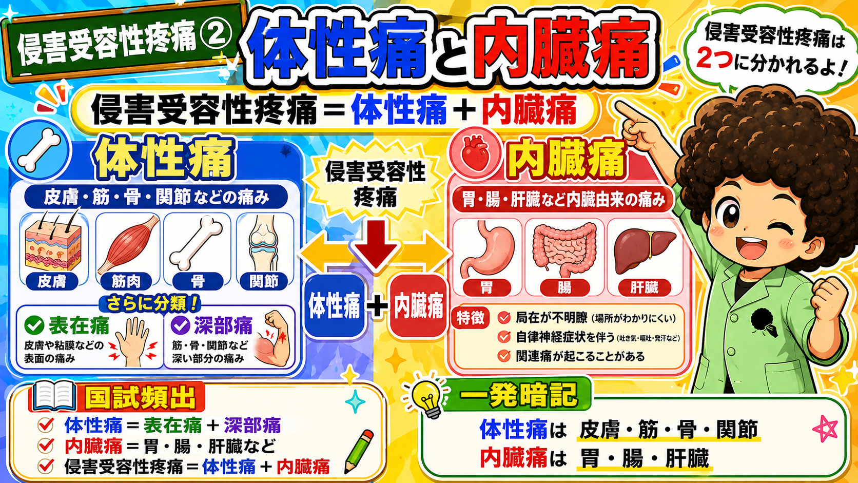 侵害受容性疼痛②：体性痛と内臓痛の分類