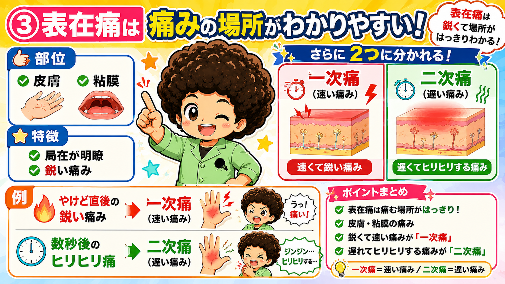 侵害受容性疼痛③：表在痛は局在明瞭・鋭い痛み。一次痛と二次痛に分かれる