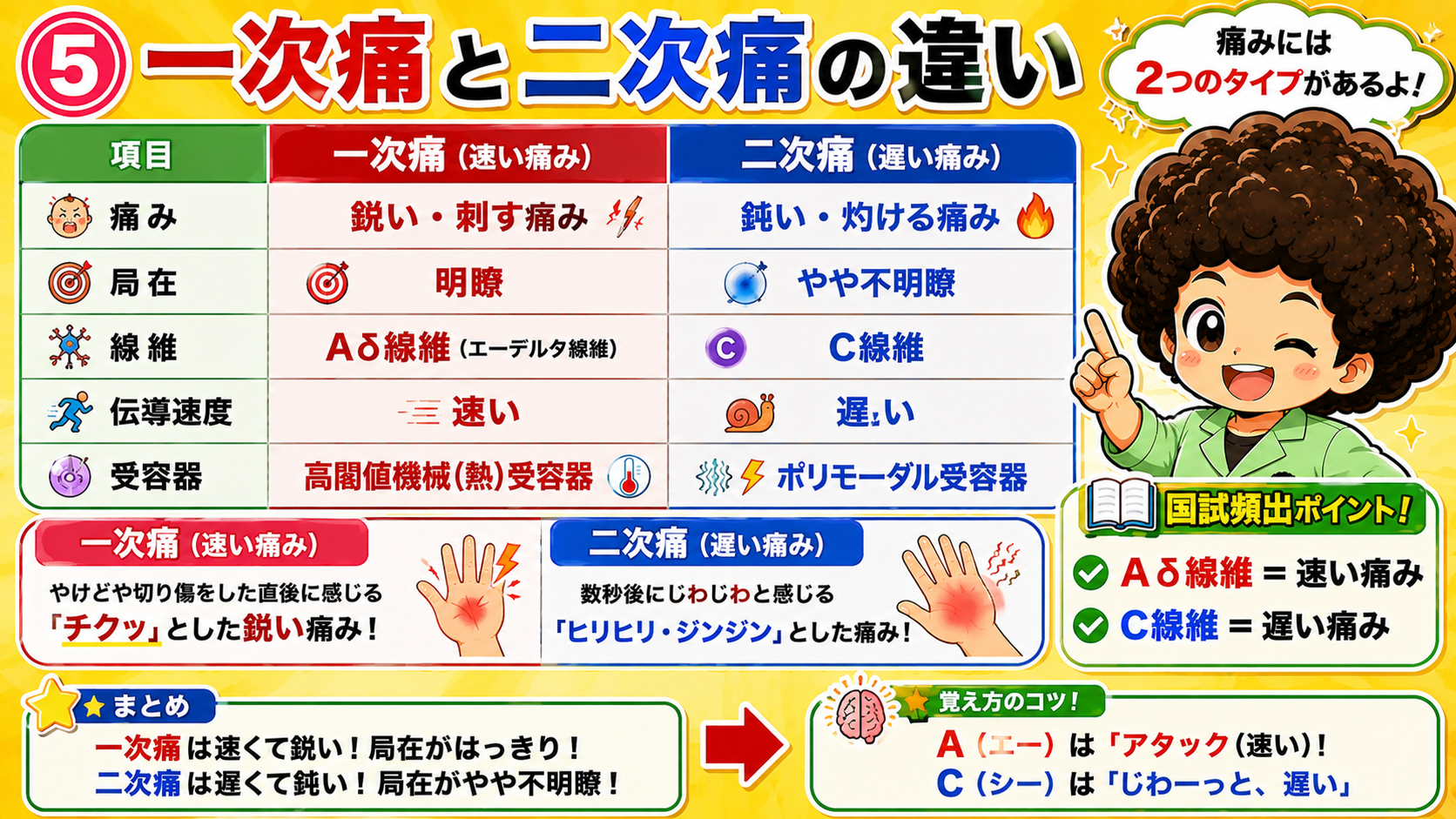 侵害受容性疼痛⑤：一次痛と二次痛の比較表（線維・伝導速度・受容器）