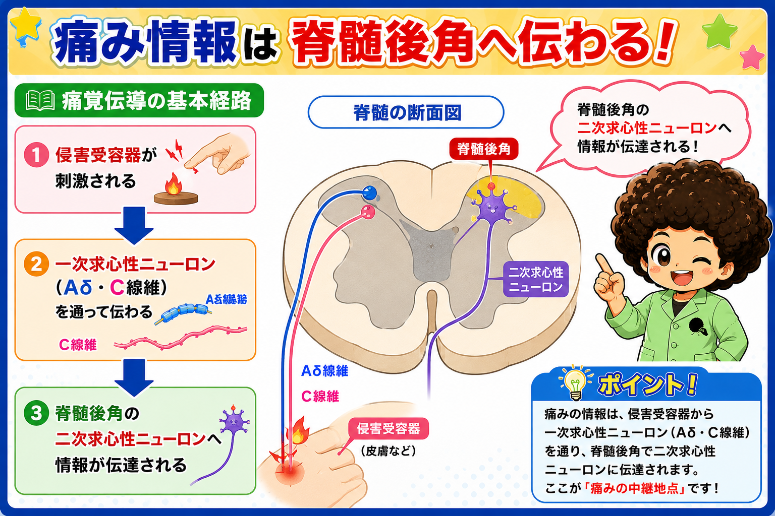 侵害受容器→一次求心性ニューロン→脊髄後角の二次求心性ニューロン