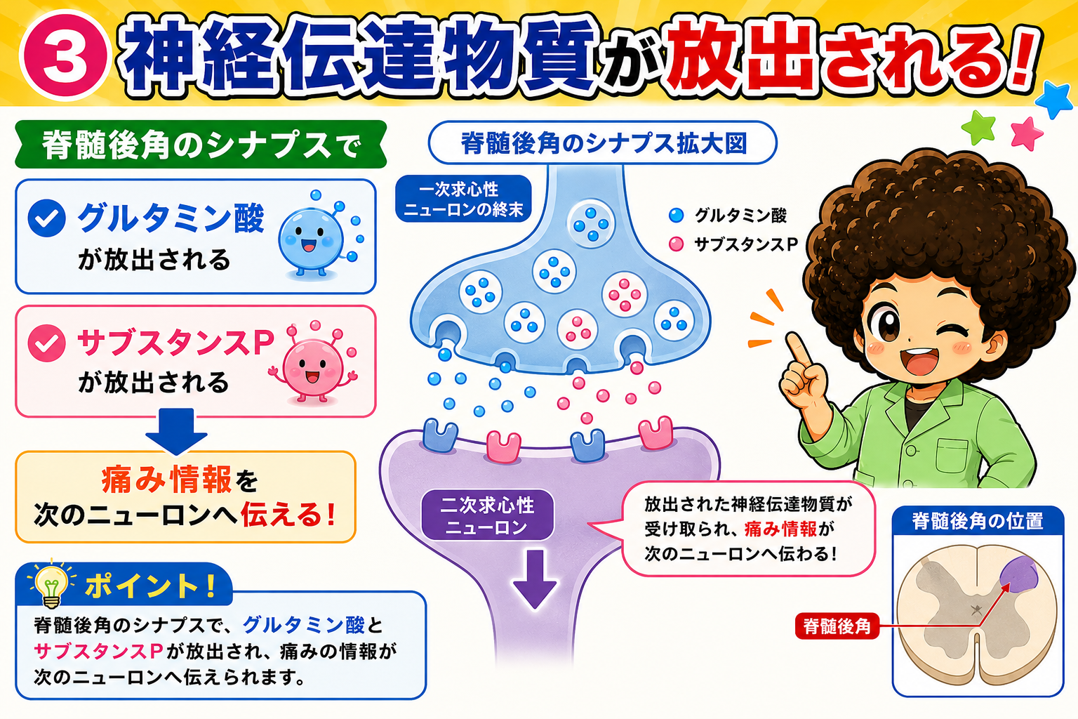 脊髄後角のシナプスでグルタミン酸とサブスタンスPが放出される