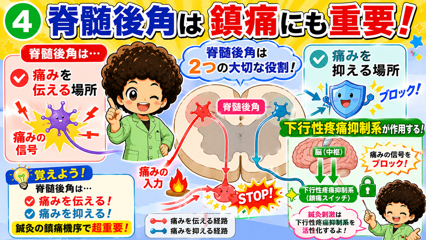 脊髄後角は「伝える」と「抑える」の2つの役割をもつ