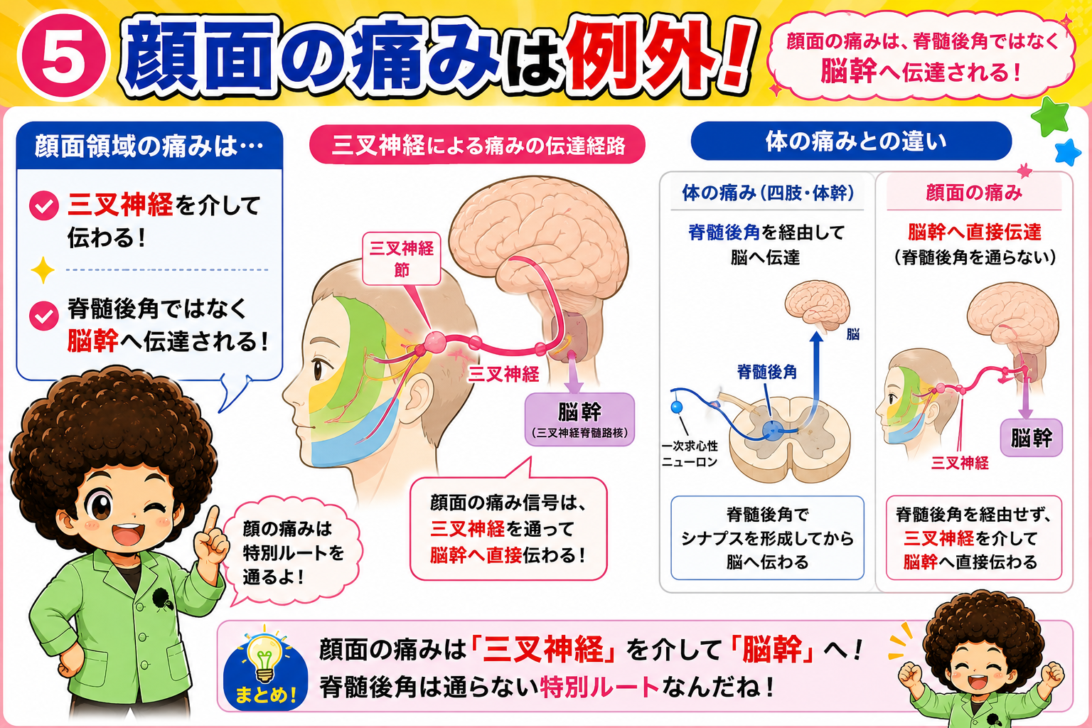 顔面痛は三叉神経→脳幹の特別ルート