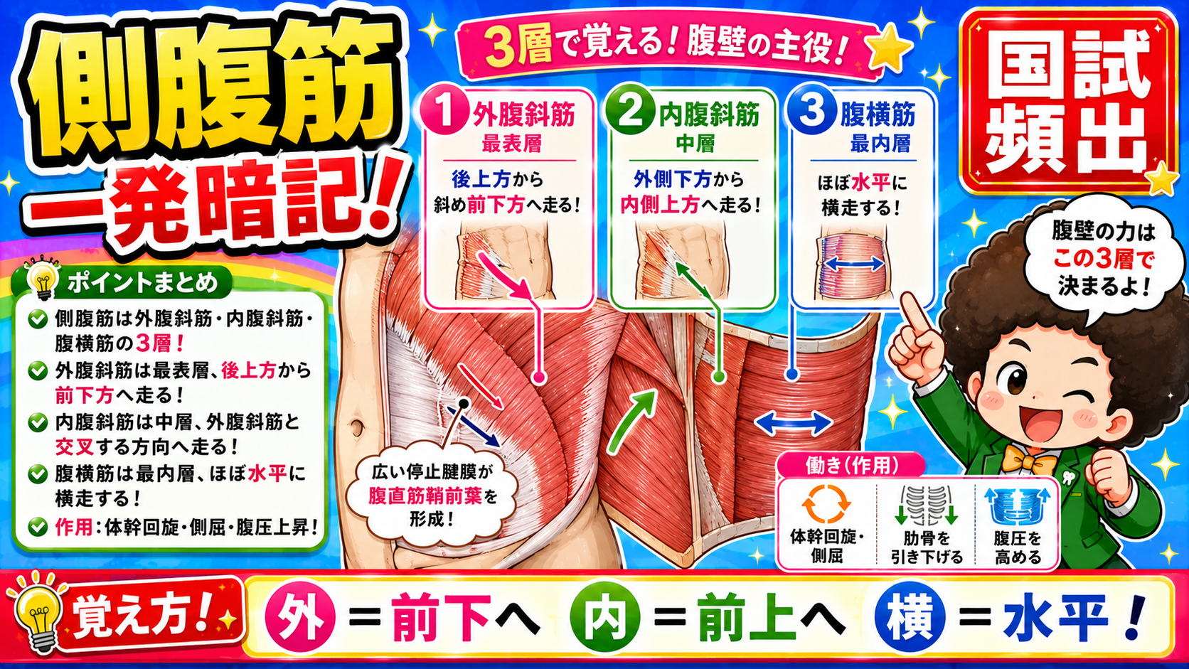 体幹の筋まとめ（腹筋・胸壁）｜体幹の筋まとめ（腹筋・胸壁） 1