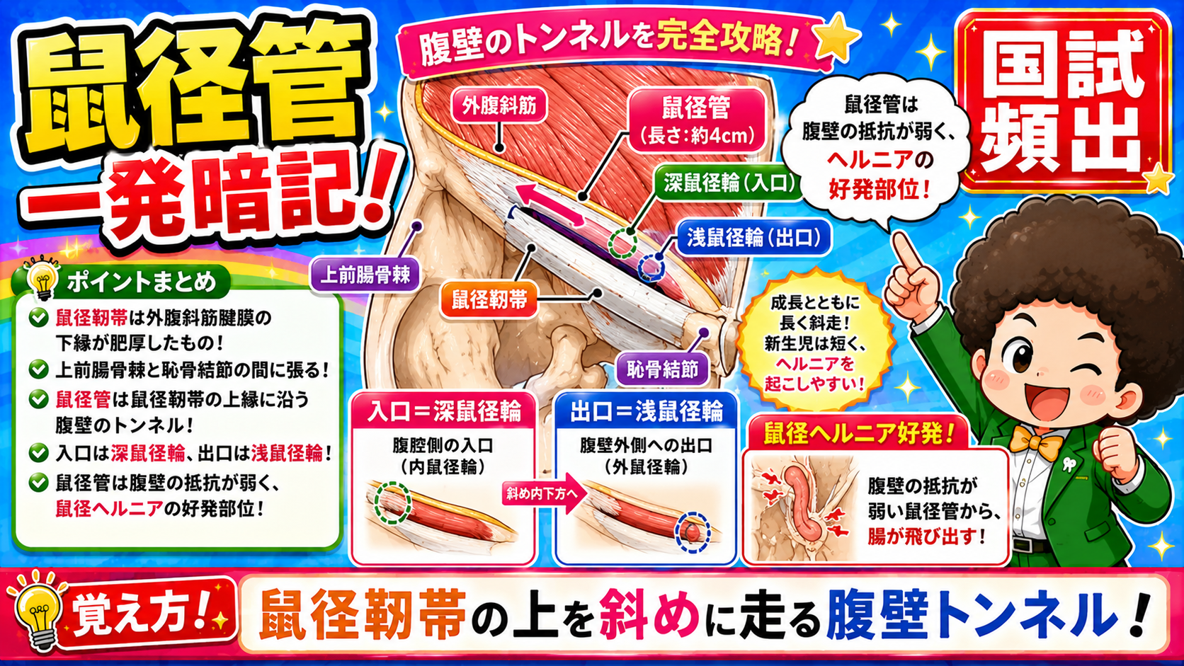 鼠径管の入口（深鼠径輪）・出口（浅鼠径輪）と鼠径ヘルニアの好発部位