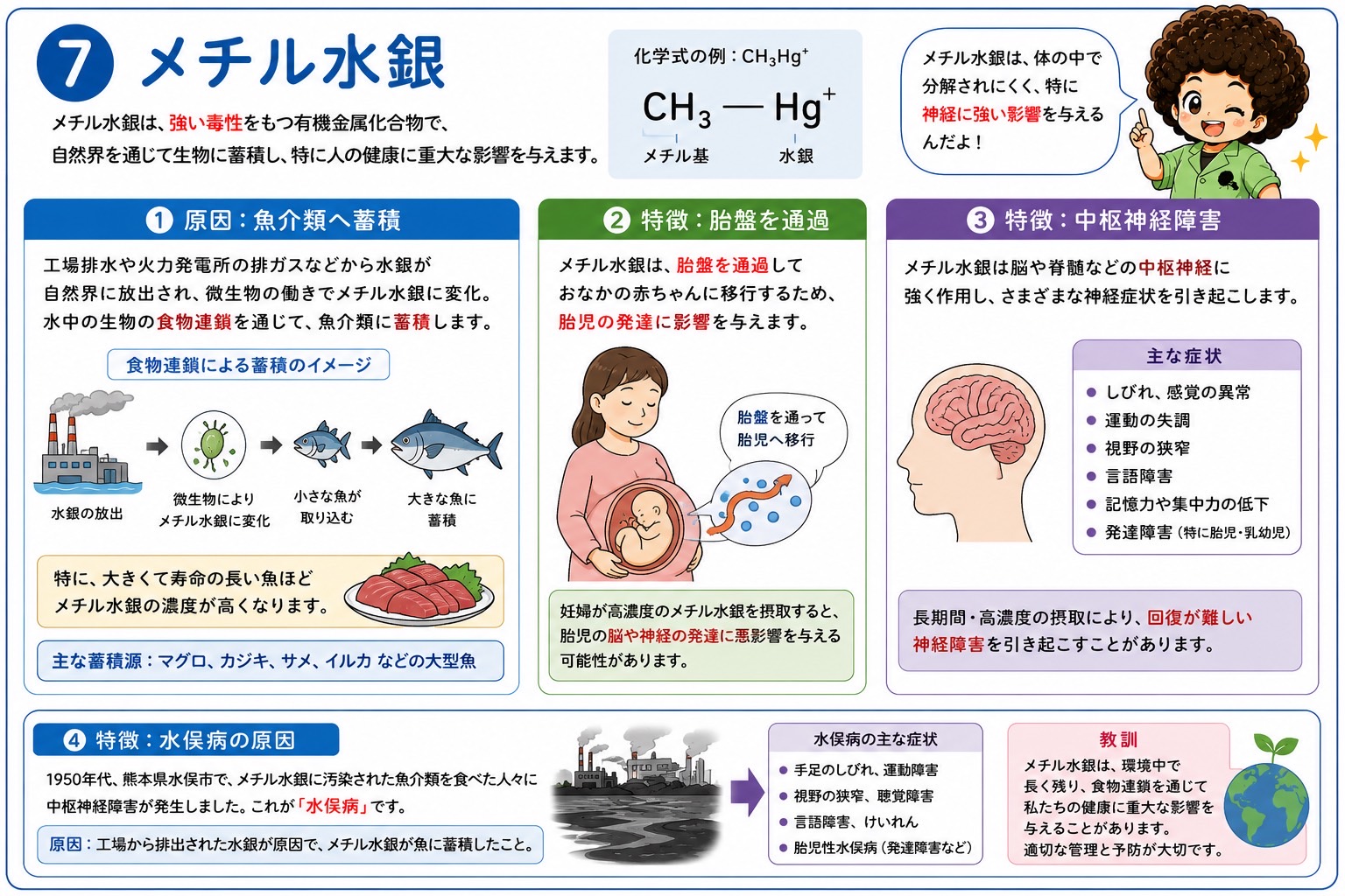 メチル水銀：魚介類への蓄積・胎盤通過・中枢神経障害・水俣病