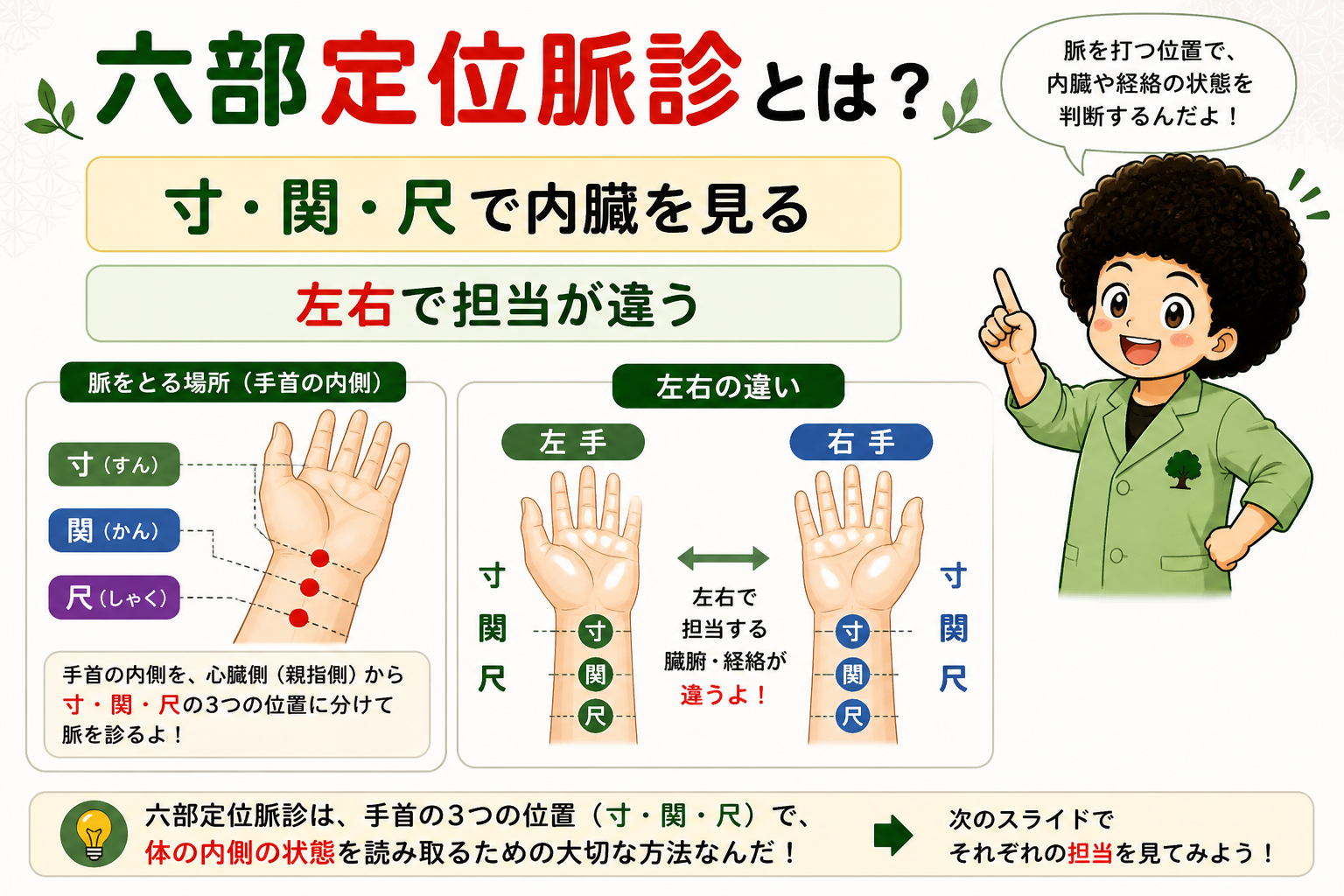 経脈で見る六部定位：左手は寸＝心経・小腸経、関＝肝経・胆経、尺＝腎経・膀胱経。右手は寸＝肺経・大腸経、関＝脾経・胃経、尺＝心包経・三焦経