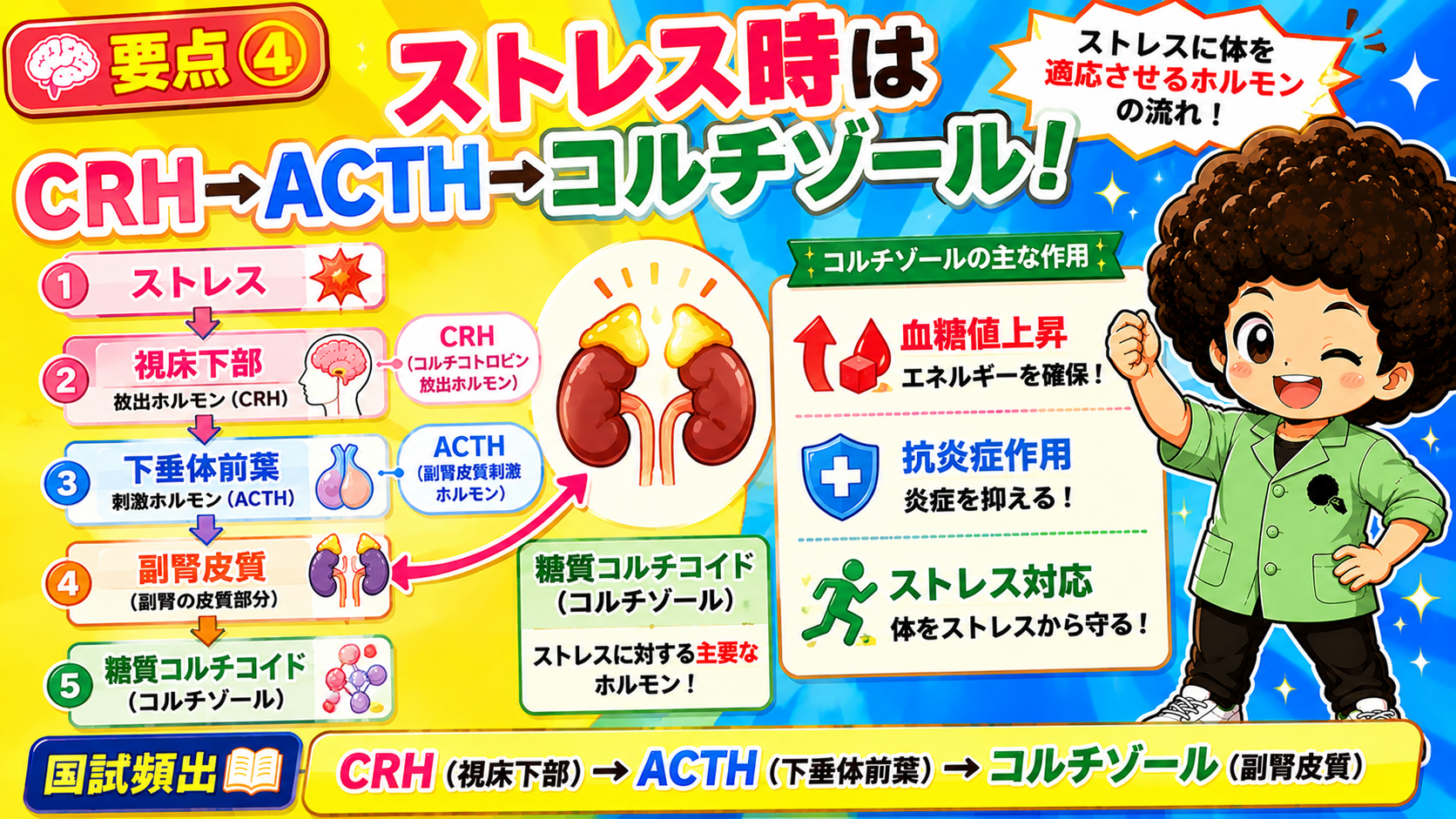 ストレス時はCRH→ACTH→コルチゾールの順に分泌される