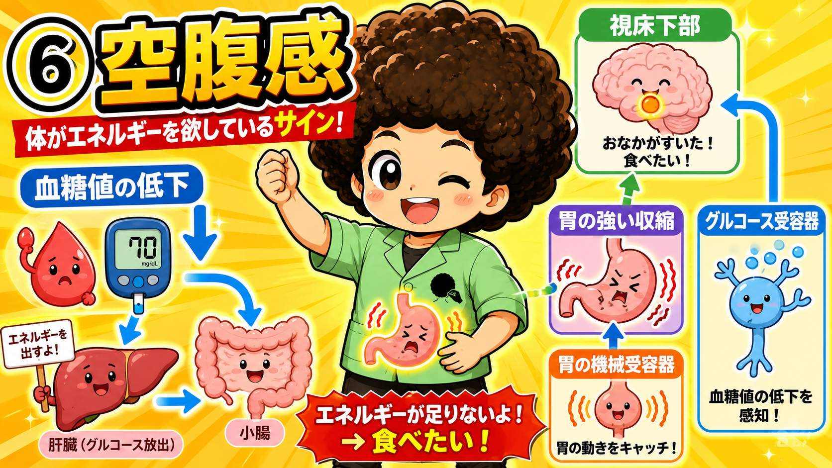 空腹感のしくみ（血糖値低下・胃の収縮・視床下部）
